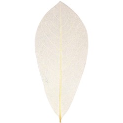 Zart Natural Skeleton Leaves Beige Pack of 100